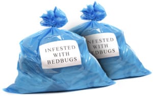 Infested with Bedbugs?