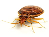Pest Bedbugs