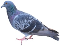 Pest Pigeons