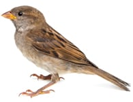 Pest Sparrows