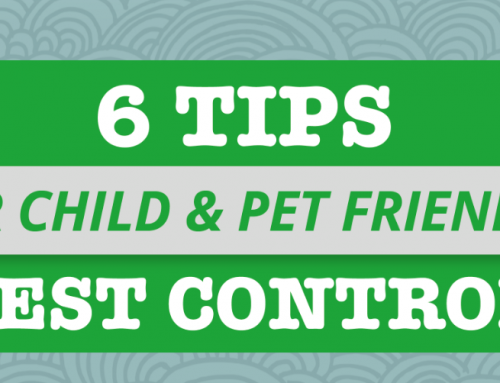 6 Tips for Child & Pet Friendly Pest Control