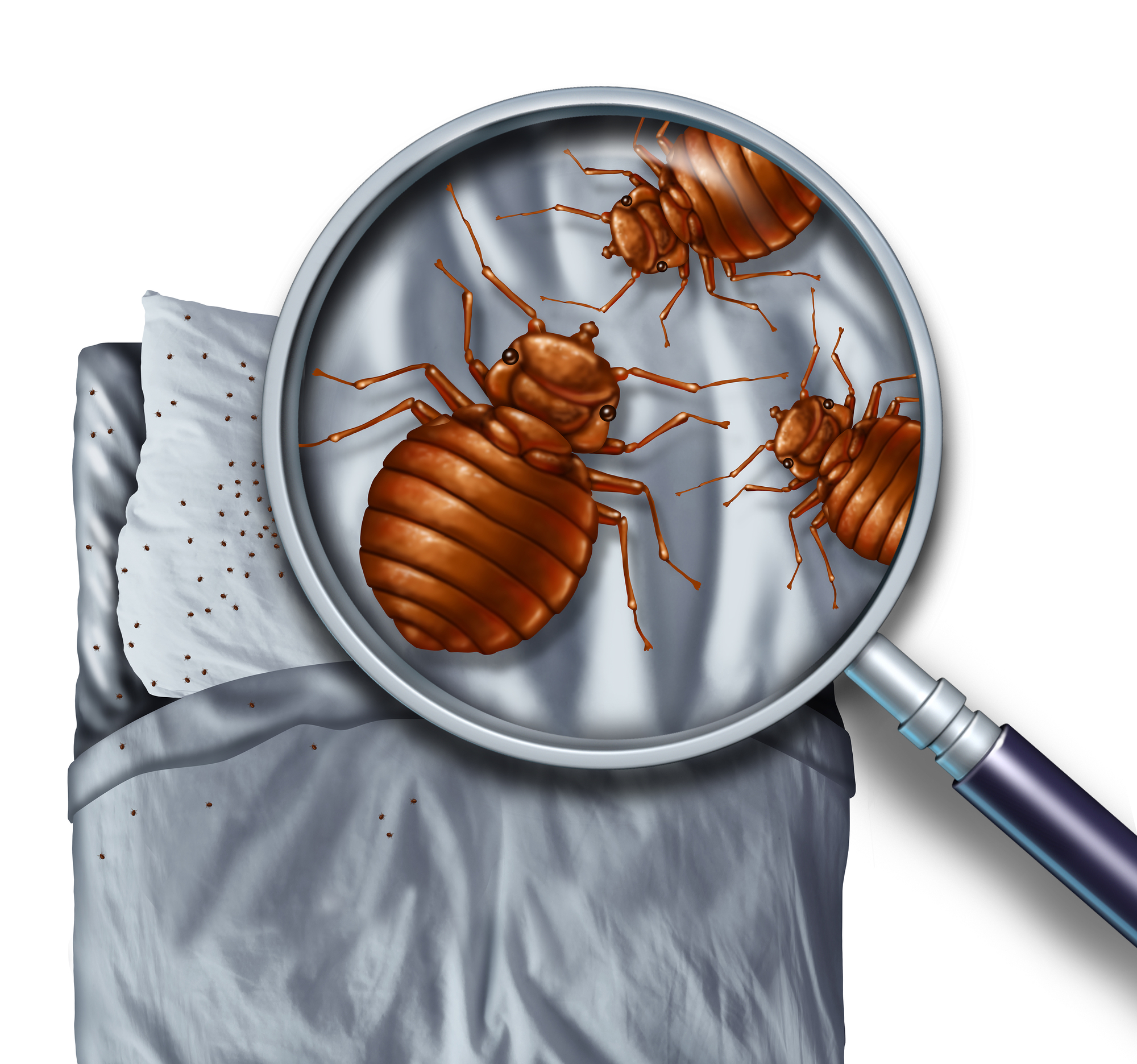 prevent bed bugs